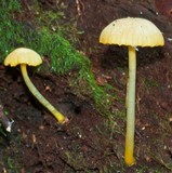 Hygrocybe chromolimonea image