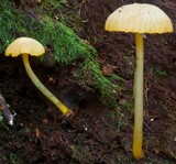 Hygrocybe chromolimonea image