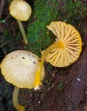 Hygrocybe chromolimonea image