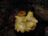 Chromosera cyanophylla image