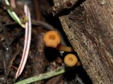 Chromosera cyanophylla image