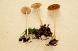Pluteus leoninus image