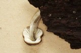 Pluteus thomsonii image
