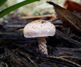Lepiota subincarnata image