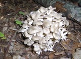 Polyporus umbellatus image