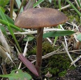 Panaeolus ater image