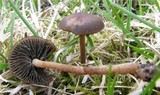 Panaeolus ater image