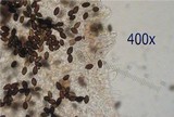 Panaeolus ater image