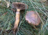Chroogomphus rutilus image