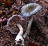 Cortinarius rotundisporus image