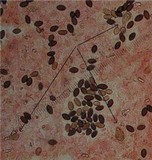 Panaeolus ater image