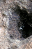 Hyaloscypha hyalina image