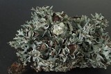 Hypogymnia imshaugii image
