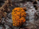 Xanthomendoza montana image