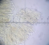 Hyaloscypha hyalina image