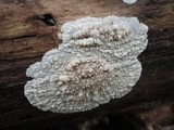 Phlebia rufa image