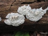 Phlebia rufa image