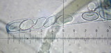 Peziza violacea image