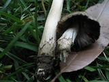 Coprinopsis romagnesiana image