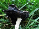 Coprinopsis romagnesiana image