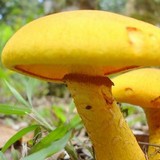 Gymnopilus imperialis image
