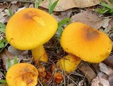Gymnopilus imperialis image