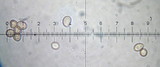 Crepidotus pallidoluteus image