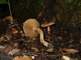 Pholiota marginella image