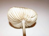 Hymenopellis megalospora image