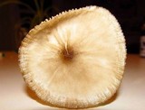 Hymenopellis megalospora image