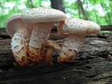 Neolentinus lepideus image