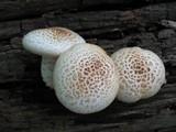 Neolentinus lepideus image