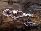 Trichaptum fuscoviolaceum image