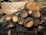 Galiella rufa image