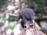 Galiella rufa image