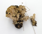 Ramaria rubricarnata var. pallida image
