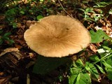 Megacollybia rodmani image