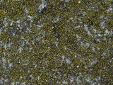 Candelariella aurella image