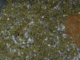 Candelariella aurella image