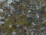 Candelariella aurella image