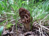 Morchella snyderi image