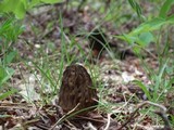 Morchella snyderi image