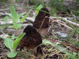 Morchella snyderi image