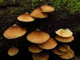 Crepidotus mollis image
