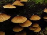Crepidotus mollis image