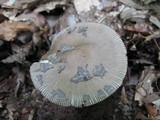 Amanita borealisorora image