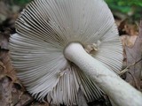 Amanita borealisorora image