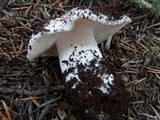 Tricholoma vernaticum image