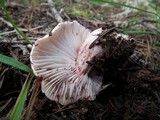Hygrophorus purpurascens image