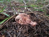 Hygrophorus purpurascens image
